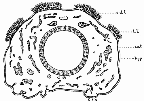 38. Cross section of the larva of the browntail moth showing the
tubercles bearing the poison hairs. Drawing by Miss
Kephart.