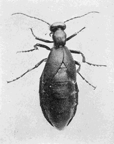42b. An American blister beetle. Meloe angusticollis.
Photograph by M. V. S.