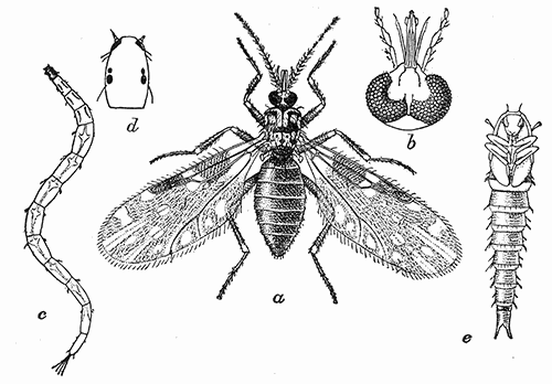 77. Culicoides guttipennis; (a) adult, (�15); (b) head of same; (c) larva;
(d) head; (e) pupa. After Pratt.