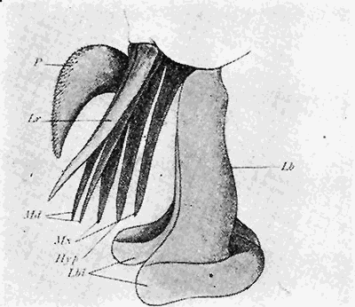 80. (c) Mouth parts of Tabanus. After Gr�nberg.
