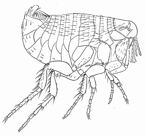 89. Xenopsylla cheopis, male (�25). After Jordan and Rothschild.