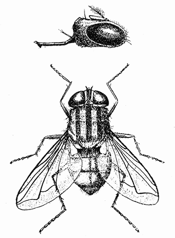 107. Chrysomyia macellaria, (�3).