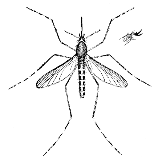 133. Culex sollicitans. Female (�4). After Howard.