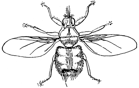 162. Hippobosca equina, �4. After Osborn.