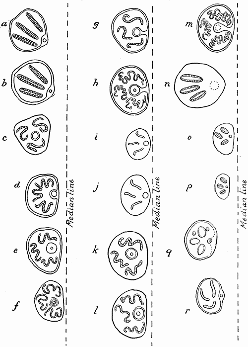 172. Left hand stigmata of the larv� of muscoidea. Third instar. (a) Lucilia c�sar;
(b) Calliphora vomitoria; (c) Stomoxys calcitrans; (d) Pseudopyrellia cornicina;
(e) Pyrellia cadavarina; (f) Lyperosia irritans; (g) Mesembrina mystacea; (h)
Mesembrina meridiana; (i) Myospila meditabunda; (j) Myd�a umbana; (k)
Polietes albolineata; (l) Polietes lardaria; (m) Morellia hortorum; (n) Hydrot�a
dentipes; (o) Hebecnema umbratica; (p) H. vespertina; (q) Limnophora septemnotata;
(r) Muscina stabulans. (a and b) after MacGregor; (d) after Banks;
all others after Portchinsky. Magnification varies. The relative distance to the
median line is indicated in each figure.