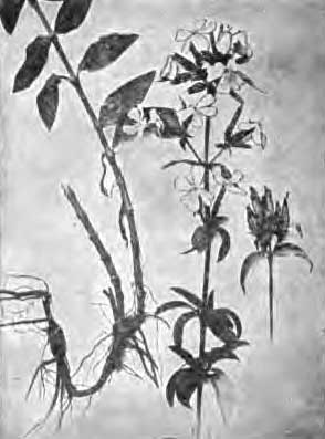Soapwort.