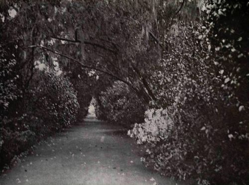 PLATE 112 "Magnolia Garden," Charleston, S.&nbsp;C. Colonel Drayton Hastie