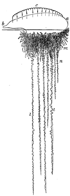 Fig. 117.
Physalia; a b air sac with crest c, m bunches of individuals, n central
tentacles, t t expanded tentacles. (Agassiz.)