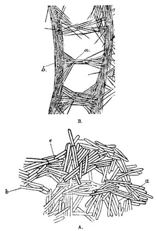 Illustration: Radial sections of fragments of the skeletons of
Spongill�
