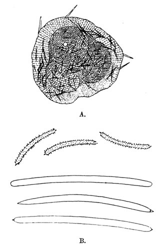 Illustration: Fig. 15.&mdash;Spongilla
fragilis subsp. calcuttana. A=group of gemmules, � 70; B=spicules, �
240. From type specimen.