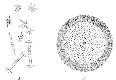 Illustration: Fig. 22.&mdash;Dosilia plumosa.