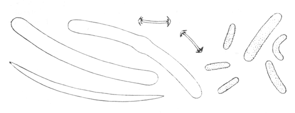Illustration: Fig. 26.&mdash;Spicules of Corvospongilla lapidosa
(from type specimen), � 240.