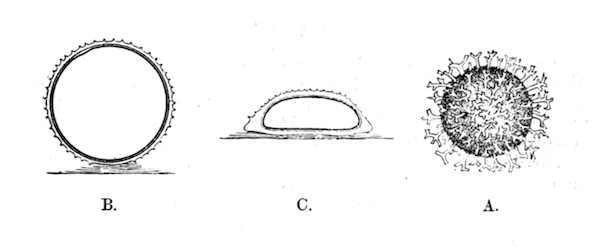 Illustration: Fig. 28.&mdash;Eggs of
Hydra (magnified).