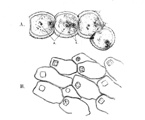 Illustration: Fig. 39.&mdash;Hislopia
lacustris.