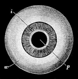 Fig. 10.

Eye-ball seen from the front.

(After Le Gros Clark.)

w, White of eye. i, Iris. p, Pupil.