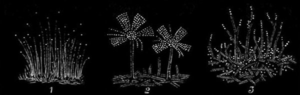 Fig. 22.

Three forms of vegetable mould magnified.


1, Mucor Mucedo. 2, Aspergillus glaucus. 3, Penicillium glaucum.

