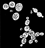 Fig. 24.

Yeast cells growing
under the microscope.
a, Single cells. b, Two
cells forming by division.
c, A group of cells where
division is going on in
all directions.