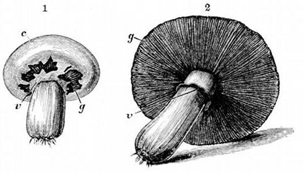 Fig. 26.

Later stages of the mushroom. (After Gautier.)

1, Button mushroom stage. c, Cap. v, Veil. g, Gills.

2, Full-grown mushroom, showing veil v after the cap is quite
free, and the gills or lamell� g, of which the structure is shown in
Fig. 27.