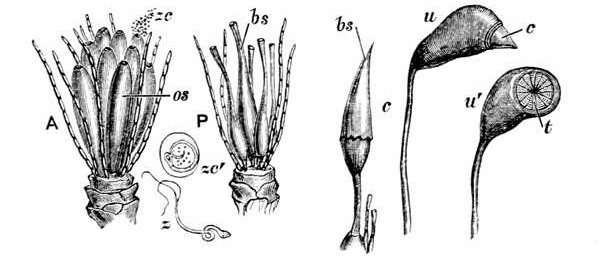 Fig. 35.

Fructification of a moss.

A, Male moss-flower stripped of its outer leaves, showing jointed filaments
and oval sacs os and antherozoid cells zc swarming out of a sac.
zc�, Antherozoid cell enlarged. z, Free antherozoid. P, Female flower
with bottle-shaped sacs bs. bs-c, Bottle-shaped sac, with cap being pushed
up. u, Urn of Funaria hygrometrica, with small cap. u�, Urn, from
which the cap has fallen, showing the teeth t which keep in the spores.