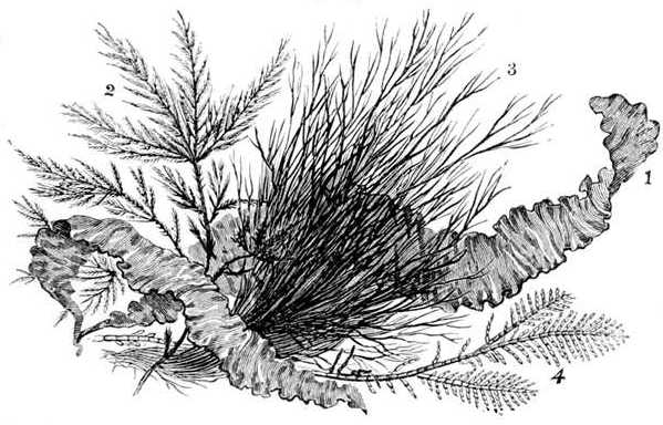 Fig. 63.

Group of seaweeds (natural size).

1, Ulva Linza. 2, Sphacelaria filicina. 3, Polysiphonia urceolata.
4, Corallina officinalis.