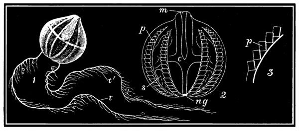 Fig. 71.

Cydippe Pileus.

1, Animal with tentacles t, bearing small tendrils t�. 2, Body of animal
enlarged. m, Mouth. c, Digestive cavity. s, Sac into which the tentacles
are withdrawn. p, Bands with comb-like plates. 3, Portion of a
band enlarged to show the moving plates p.