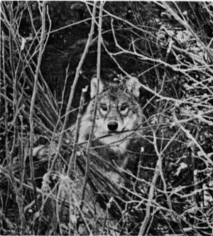 Figure 5.&mdash;A wolf caught in a trap. (Photo courtesy
of D. L. Breneman.)