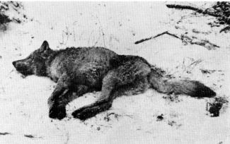 Figure 9.&mdash;After release, the wolf lay still for 1�
hours before jumping up and running off.
(Photo courtesy of L. D. Mech.)