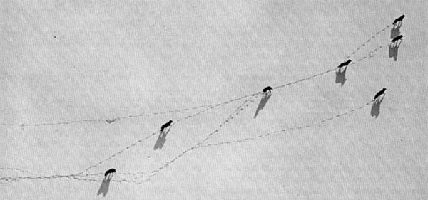 Figure 15.&mdash;The wolves studied soon became accustomed to the aircraft and
could then be observed during their natural activity. (Photo courtesy of
L. D. Mech.)