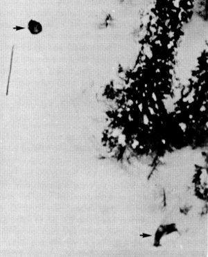 Figure 33.&mdash;Radiotagged wolf (upper left) found
at kill (lower right). (Photo courtesy of L. D. Frenzel.)