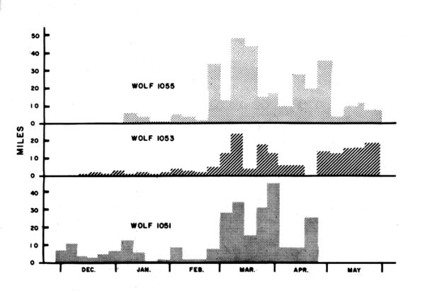 Figure 34.&mdash;Net weekly (straight-line) distances
traveled by three radiotagged wolves.