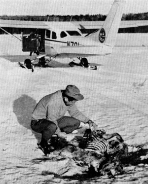 Figure 4.&mdash;As many wolf-killed deer as possible
were examined from the ground. (Photo courtesy
of L. D. Mech.)