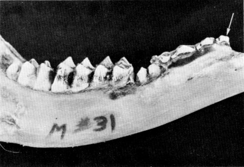 Figure 8.&mdash;Deciduous first premolar (arrow),
usually not present in deer, was found in
specimen M-31.