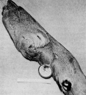 Figure 15.&mdash;Infection and fibrous mass in a front
foot of specimen M-29. (Photo courtesy of
University of Minnesota Veterinary Diagnostic
Laboratory.)