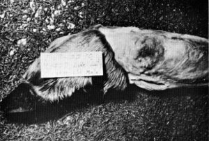 Figure 17.&mdash;Healed fracture of left hind leg of
specimen M-227. (Photo courtesy of University
of Minnesota Veterinary Diagnostic
Laboratory.)