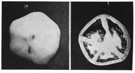 Figure 21.&mdash;Puffiness is a common defect in tomatoes, especially