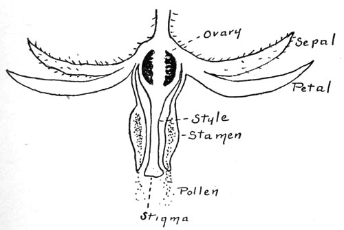 Figure 3.&mdash;Long section of tomato flower.