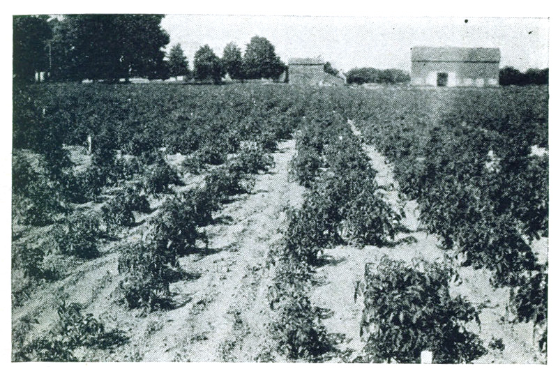 Figure 5.&mdash;Effect of omission of phosphorus from complete fertilizer
in Western New York.