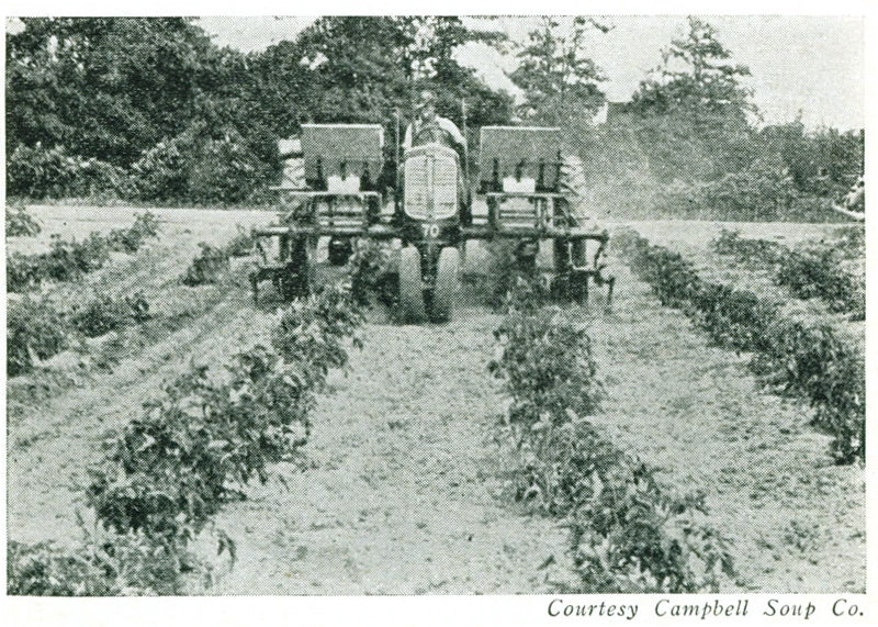 
Courtesy Campbell Soup Co. Figure 6.&mdash;Cultivating and side-dressing tomatoes.