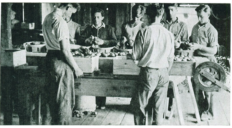 Figure 19.&mdash;Packing tomatoes on a farm in Connecticut. Boys in the background are wiping and sorting.
The others are packing in half-bushel boxes. The top slats are put on before packing and the bottom
is nailed on at the finish of the job. A board which is turned over with the box keeps tomatoes from
falling out.