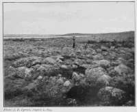 Photo: J. B. Tyrrell, August 2, 1893.
STONY SURFACE OF BARREN LANDS BESIDE
DUBAWNT RIVER