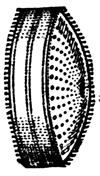 STEPHANODISCUS NIAGAR&AElig;.