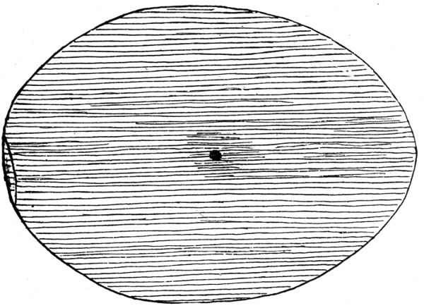 Figure 1.&mdash;Showing First Indication of Fertility.