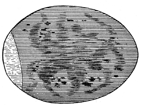 Figure 7.&mdash;A Dead Embryo.