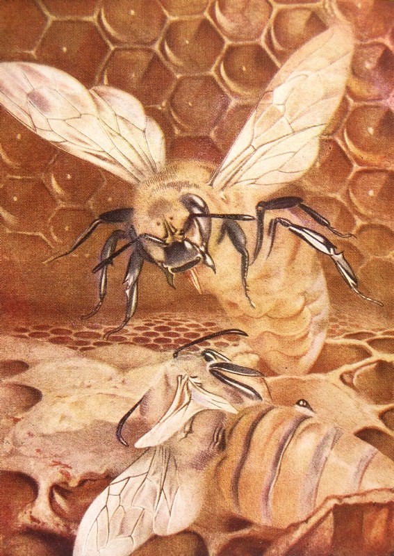 "And the bees, forming a circle around the two, will
eagerly watch the strange duel."