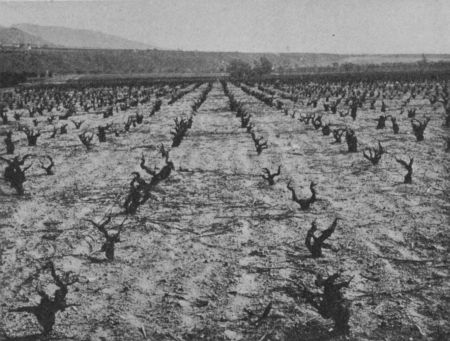 Fig. 60.&mdash;A Vineyard after being Pruned.