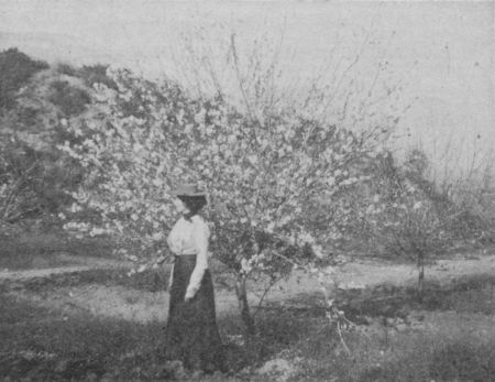 Fig. 63.&mdash;Almond Trees in Full Bloom.