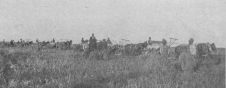 Fig. 23.&mdash;Harvesting Rice.