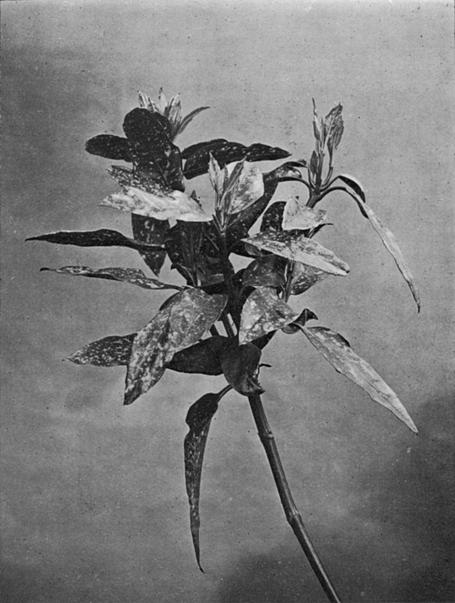 [Illustration: Aucuba Japonica, Thunb.]