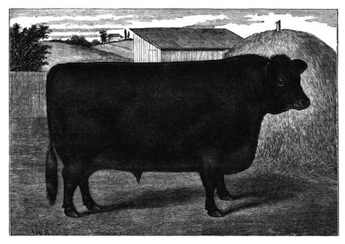 Illustration: Aberdeen-Angus Bull, Black
 Prince