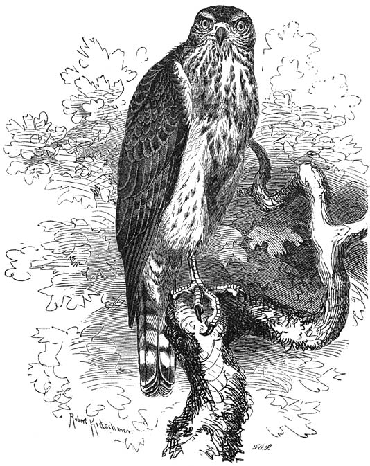 Havik (Astur palumbarius). Jong mannetje. &frac14; v. d. ware grootte.